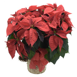 Poinsettia Large Multiple Plants  from Mockingbird Florist in Dallas, TX