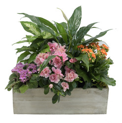 English Garden Box from Mockingbird Florist in Dallas, TX
