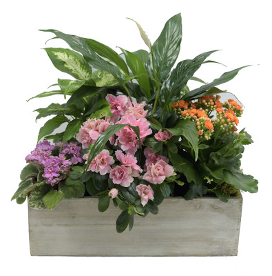 <H1> English Garden Box </H1>  from Mockingbird Florist in Dallas, TX