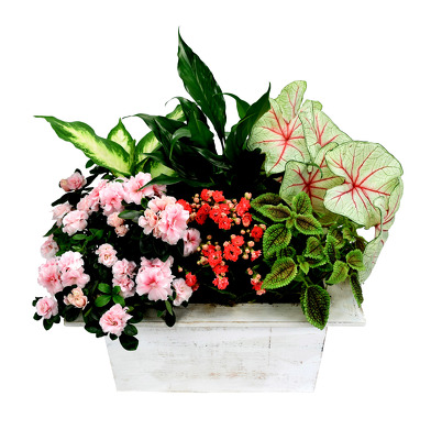 english garden large from mockingbird florist in dallas tx click here for larger image - English Garden Florist english garden large from mockingbird florist in dallas tx click here for larger image - English Garden Florist