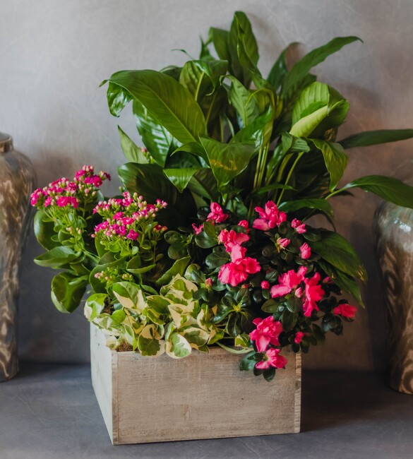<H1> Harmony in a box </H1>  from Mockingbird Florist in Dallas, TX