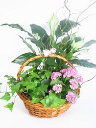 Dallas delivery of Plants, planter baskets, blooming plants and more