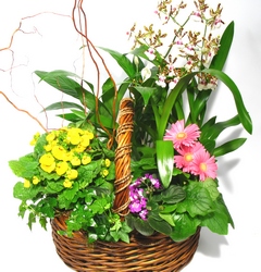  Garden Basket Wtih Orchid from Mockingbird Florist in Dallas, TX