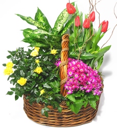 Spring Garden Basket from Mockingbird Florist in Dallas, TX