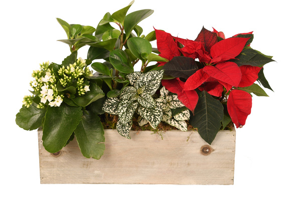 Christmas Holiday Garden Box from Mockingbird Florist in Dallas, TX