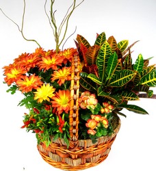 Golden Glory Large Garden Basket from Mockingbird Florist in Dallas, TX