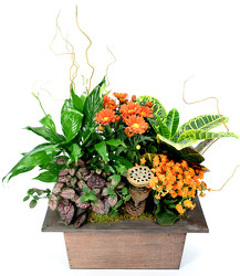 Whispering Fall from Mockingbird Florist in Dallas, TX