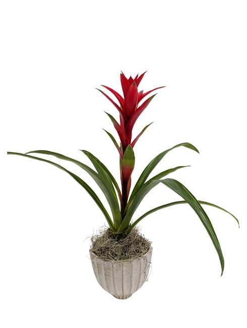 <H1> Forever Flame </h1> from Mockingbird Florist in Dallas, TX