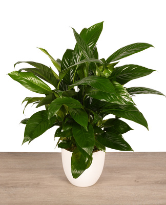 <h1> Spathiphyllum In White Bowl </h1> from Mockingbird Florist in Dallas, TX