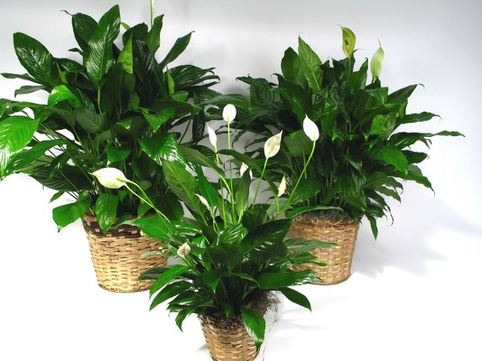 <H1> Spathiphyllum Plant </H1>  from Mockingbird Florist in Dallas, TX