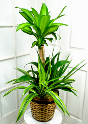 <h1>Combination Dracaena Plant - Dallas Flower Delivery</h1> from Mockingbird Florist in Dallas, TX