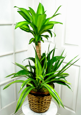 <h1>Combination Dracaena Plant - Dallas Flower Delivery</h1> from Mockingbird Florist in Dallas, TX