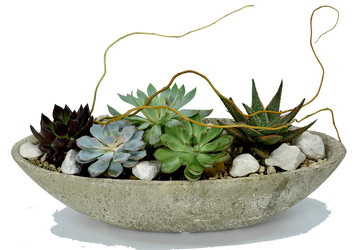 Succulent Garden Planter  from Mockingbird Florist in Dallas, TX