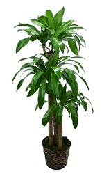 <H1>Dracaena Massangeana Cane</H1> from Mockingbird Florist in Dallas, TX