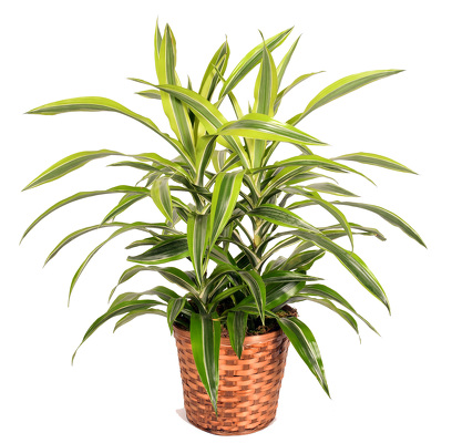 <H1> Dracena Lemon Lime </H1> from Mockingbird Florist in Dallas, TX