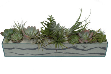 Seascape Assorted Succulent Design 24" from Mockingbird Florist in Dallas, TX