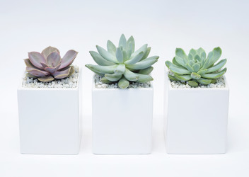 Succulents by Three  from Mockingbird Florist in Dallas, TX