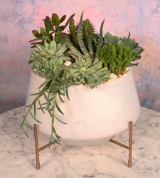 Succulents in White Glass  from Mockingbird Florist in Dallas, TX