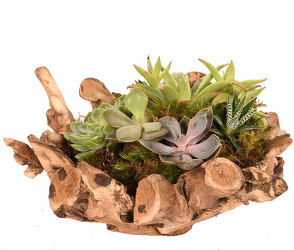 Succulent Planter in Aggregate Wood Bowl from Mockingbird Florist in Dallas, TX