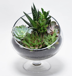 Succulent Garden In Glass from Mockingbird Florist in Dallas, TX