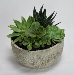 <H1> Succulent in Stone Garden </H1>  from Mockingbird Florist in Dallas, TX