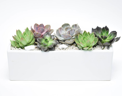 <H1> Contemporary Succulent Planter </H1> from Mockingbird Florist in Dallas, TX