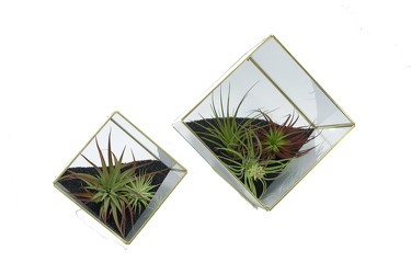 Tillandsia Air Plant Geometric Garden from Mockingbird Florist in Dallas, TX