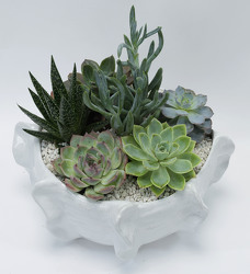 Succulent Garden in Unique White Bowl from Mockingbird Florist in Dallas, TX