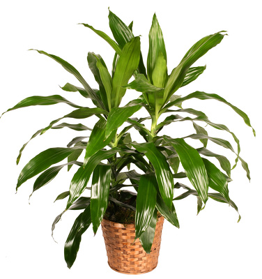 <H1> Dracena Janet Craig </H1> from Mockingbird Florist in Dallas, TX