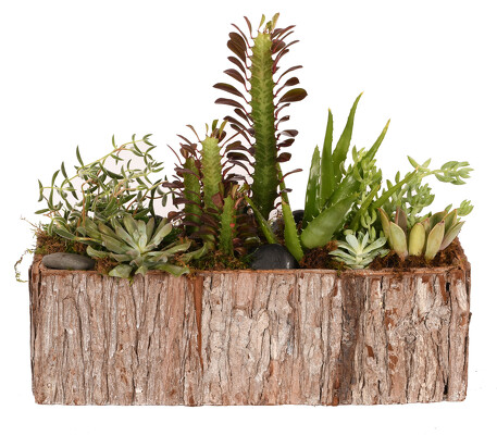 GPS-8 Natural Bark container filled with Succulents from Mockingbird Florist in Dallas, TX