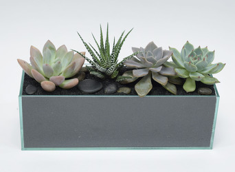 Assorted Succulent Garden in 12" Rectangular Glass Vase from Mockingbird Florist in Dallas, TX