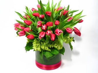 Hollands Tulips Delight from Mockingbird Florist in Dallas, TX