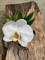 White Phalaenopsis Orchid Boutonierre  from Mockingbird Florist in Dallas, TX