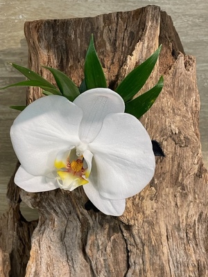 <h1> White Phalaenopsis Orchid Boutonierre </h1> from Mockingbird Florist in Dallas, TX