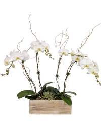 <H1> Earthbound Orchids </h1>  from Mockingbird Florist in Dallas, TX
