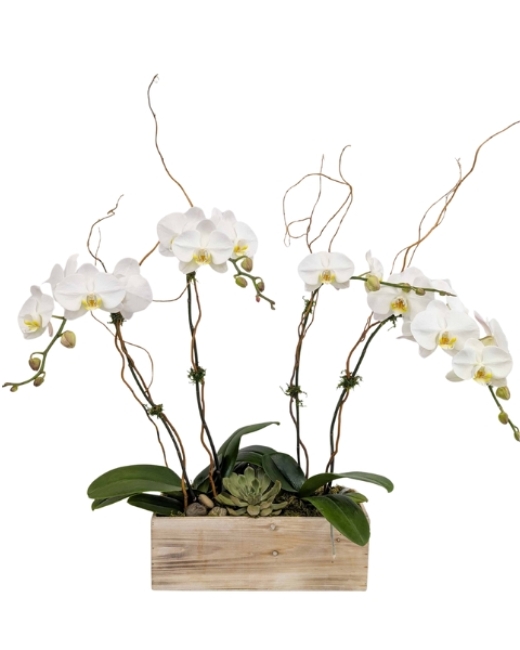 <H1> Earthbound Orchids </h1>  from Mockingbird Florist in Dallas, TX <H1> Earthbound Orchids </h1>  from Mockingbird Florist in Dallas, TX