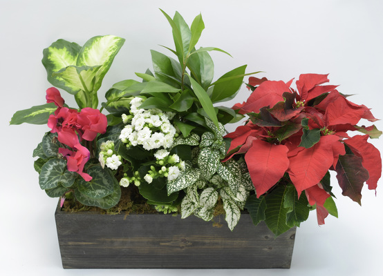 Large Holiday planter from Mockingbird Florist in Dallas, TX