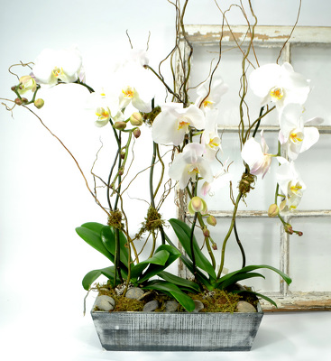 Orchid Garden In Wooden White Washed Container from Mockingbird Florist in Dallas, TX
