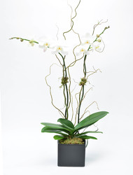  Large Double Spike Phalaenopsis Black Ceramic container from Mockingbird Florist in Dallas, TX