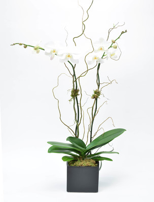 <H1>Large Double Spike Phalaenopsis Black Container </h1> from Mockingbird Florist in Dallas, TX