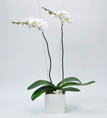 <h1> Phalaenopsis White Ceramic Cube</h1> from Mockingbird Florist in Dallas, TX