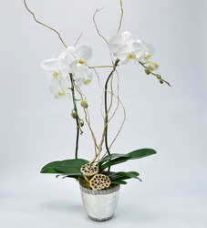 Orchid Large Double Spike in Silver Contianer from Mockingbird Florist in Dallas, TX