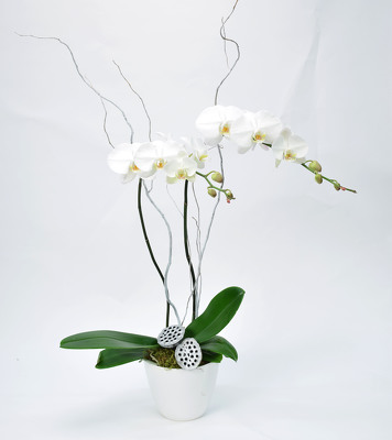Orchid Large Double Spike in Ceramic Planter Holiday Trim from Mockingbird Florist in Dallas, TX