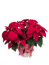 <H1> Pretty Poinsettia Deluxe </h1>  from Mockingbird Florist in Dallas, TX