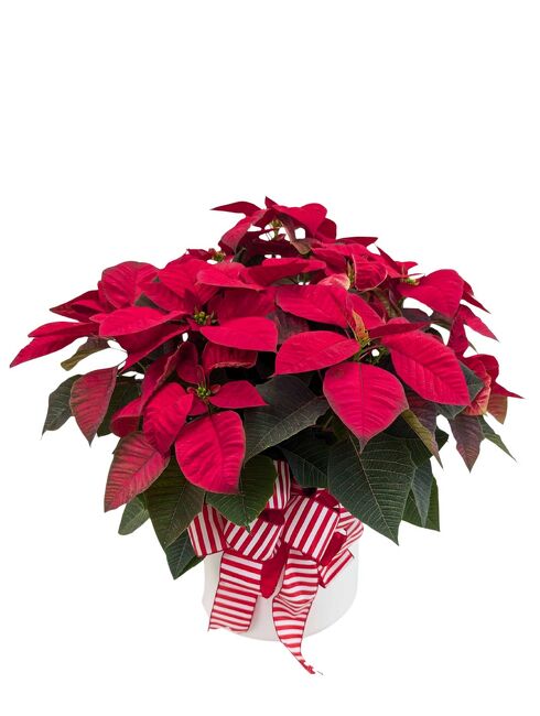<H1> Pretty Poinsettia Premium </h1>  from Mockingbird Florist in Dallas, TX