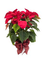 <H1> Pretty Poinsettia </h1>  from Mockingbird Florist in Dallas, TX