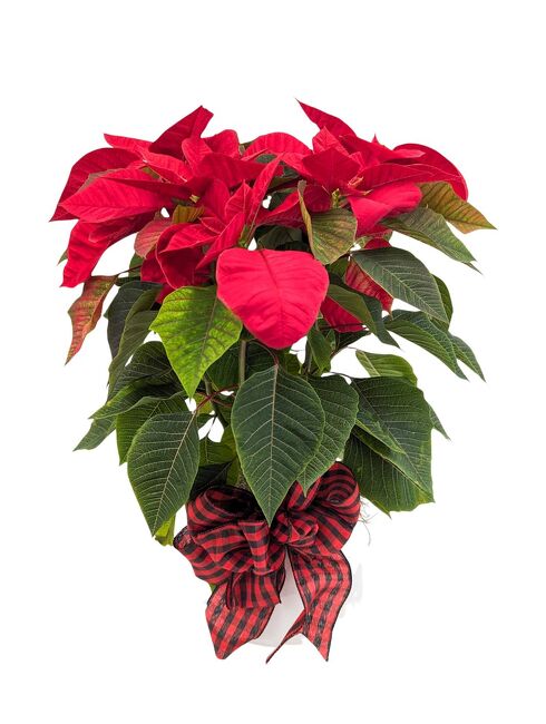 <H1> Pretty Poinsettia </h1>  from Mockingbird Florist in Dallas, TX
