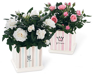  Baby Princess Planter from Mockingbird Florist in Dallas, TX