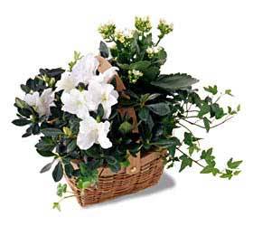 Assortment Basket from Mockingbird Florist in Dallas, TX