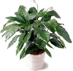  Spathiphyllum from Mockingbird Florist in Dallas, TX